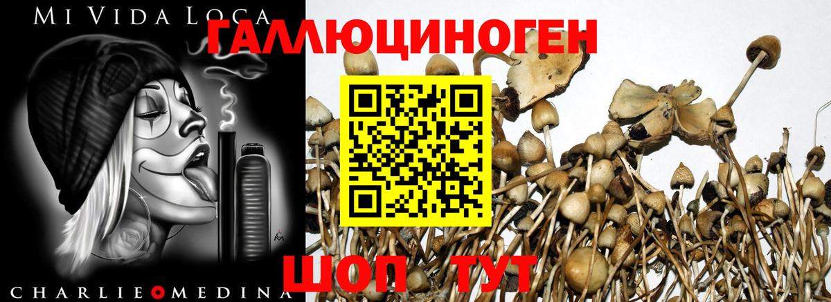 Псилоцибиновые грибы прущие грибы  где купить   Шатура  Галлюциногенные грибы Magic Shrooms  Вход с VPN 